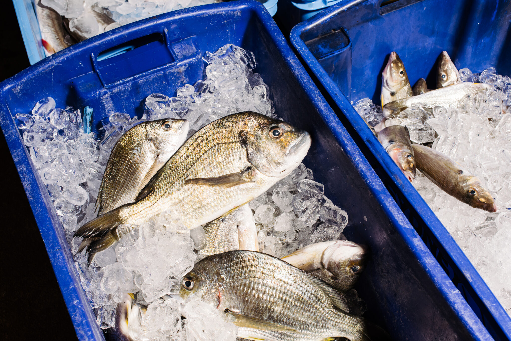 Fish Prices - Sydney Fish Market