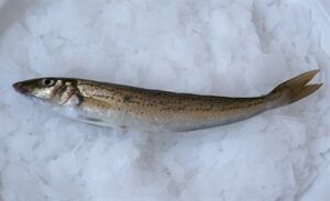 King George Whiting - Sydney Fish Market