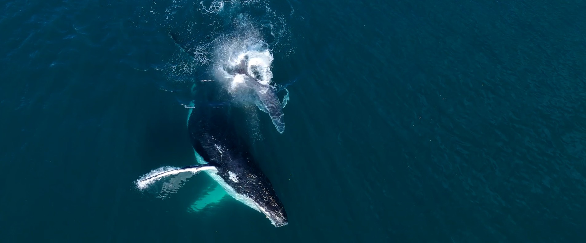 Sharing the Humpback Highway Short Film - mum and her calf